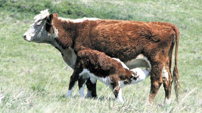 Alertan por pérdidas ocultas en la cría