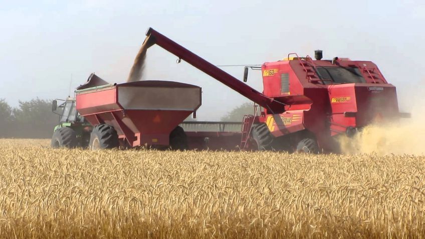 Área de trigo crecerá 21%