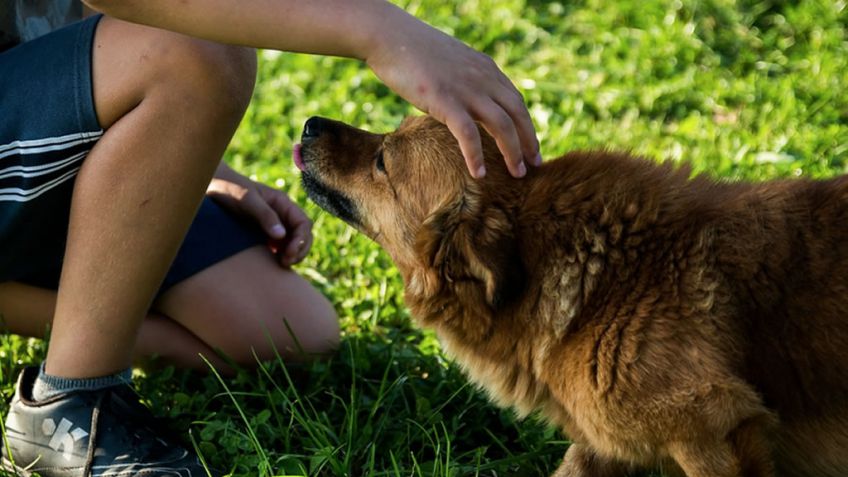 Acariciar un perro mejora la presión arterial