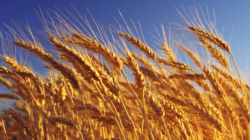Hay historia y hay futuro para los cereales