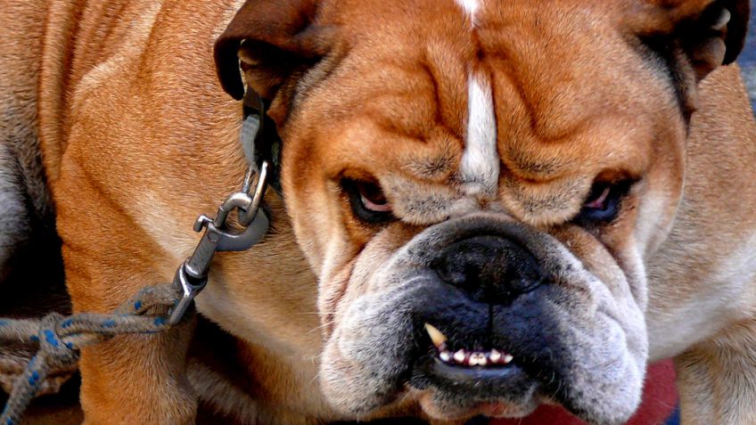 Como evitar la agresividad en su perro