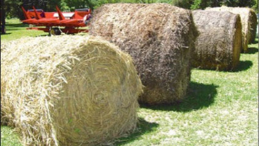 Manejo Forrajero: Tenemos rollos