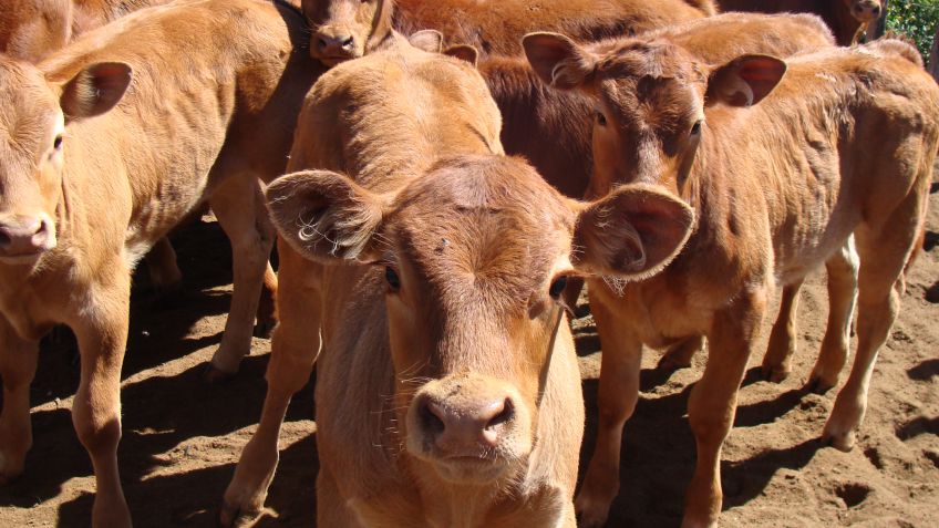 El presidente del INTA aseguró que Argentina "puede triplicar la producción de carne"