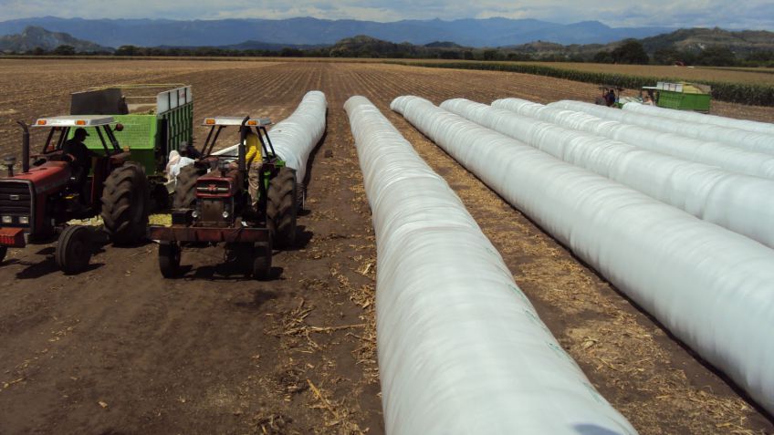 ¿En silo o en bolsa?