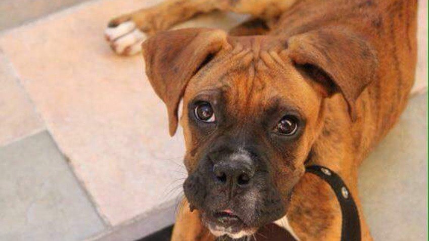 Buscan a Emma