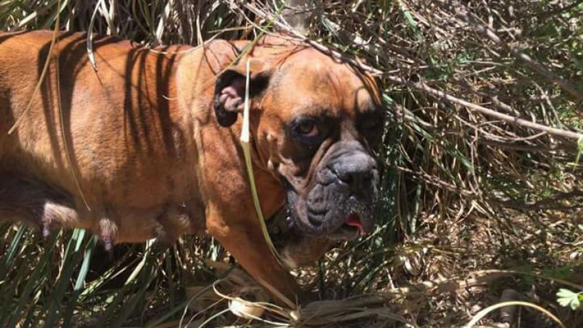 Buscan a Emma