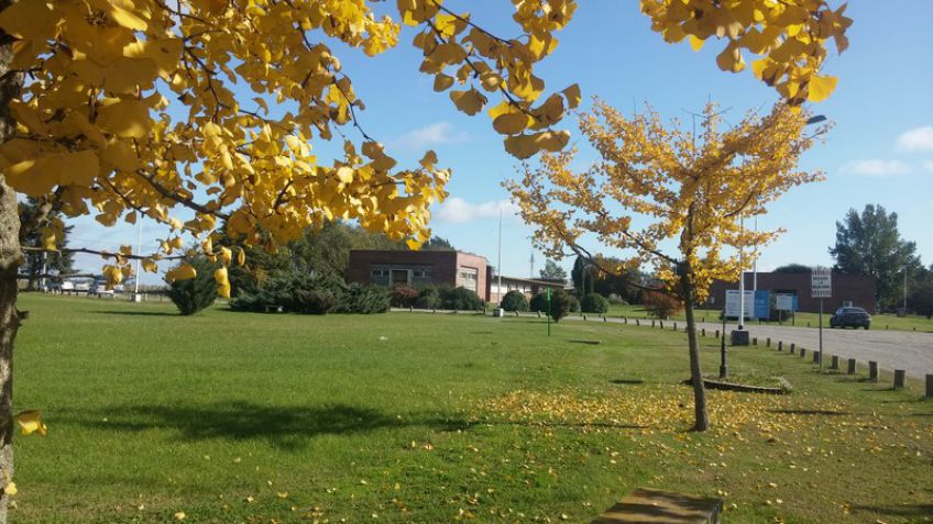 Edición extraordinaria de cursos nivelatorios e introductorios en Facultad de Agronomía