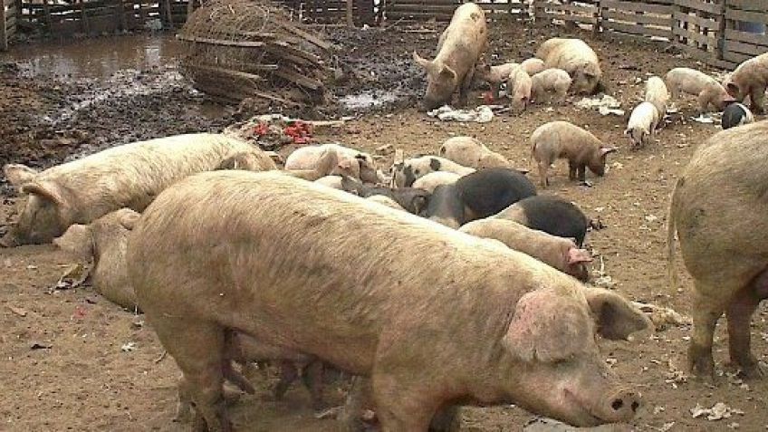 Se confirmó un caso de Triquinosis en Vela