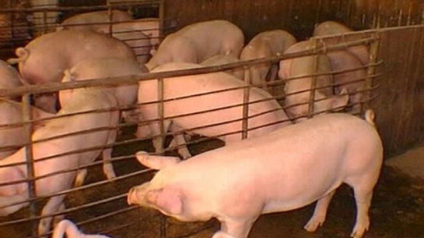 "Enfermar es un delito", sostienen desde Bromatología sobre los casos de Triquinosis