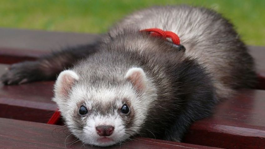 Los riesgos que tienen las mascotas no tradicionales