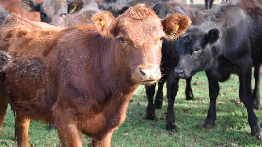 Agroindustria de Buenos Aires simplifica el trámite del Registro Ganadero