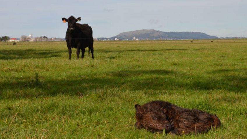 Agricultura y ganadería hoy