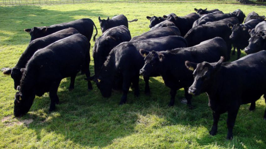 "Es imprescindible la certificación de la carne para conquistar nuevos mercados"