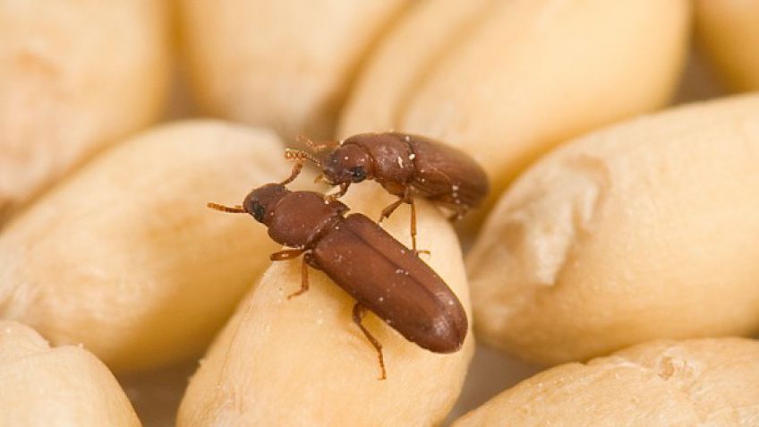 Bioinsecticidas para controlar plagas de granos almacenados