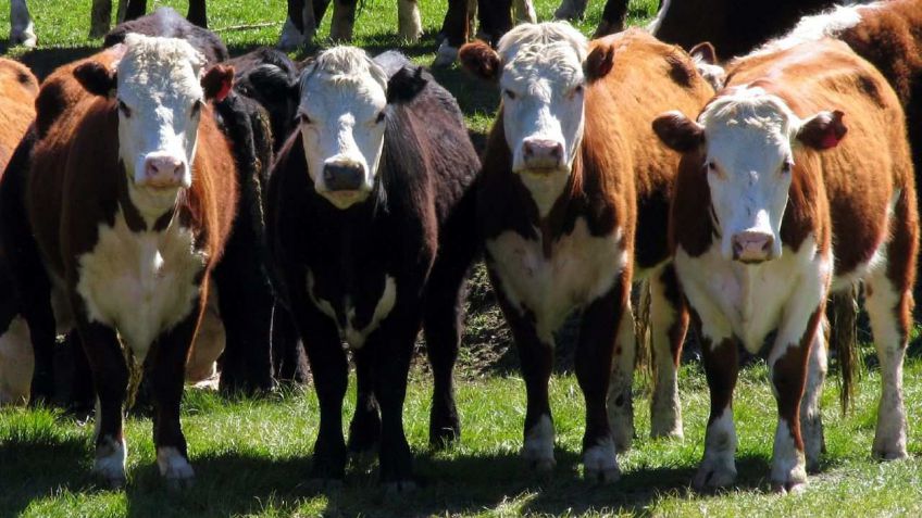 Científicos argentinos lograron eliminar el gen de la vaca loca