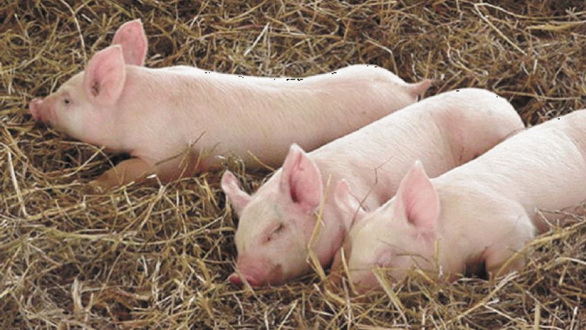 El consumo de cerdo creció 7 por ciento en el año