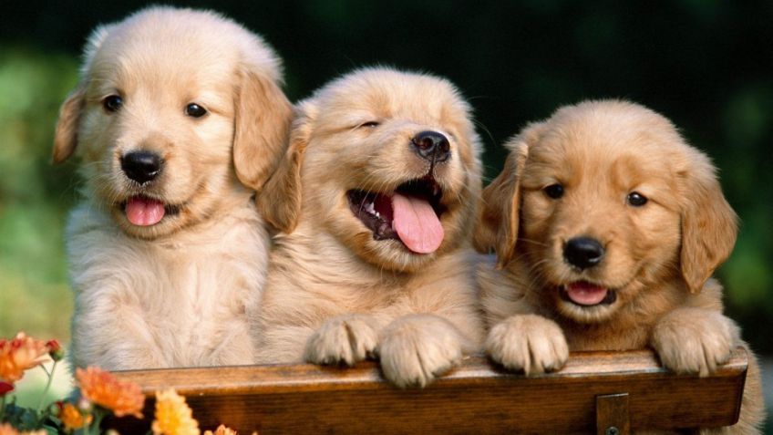 Socialización del cachorro