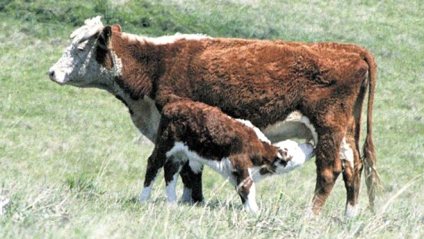 Mejoramiento genético animal en la Argentina: sobre la media