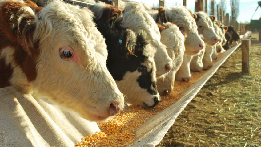 Recría y Feedlot: dos viejos y nuevos aliados en pro de sinergia y mayor renta