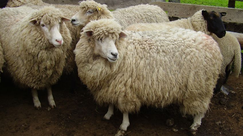 Reproducen ovejas de calidad para mejorar la producción ovina
