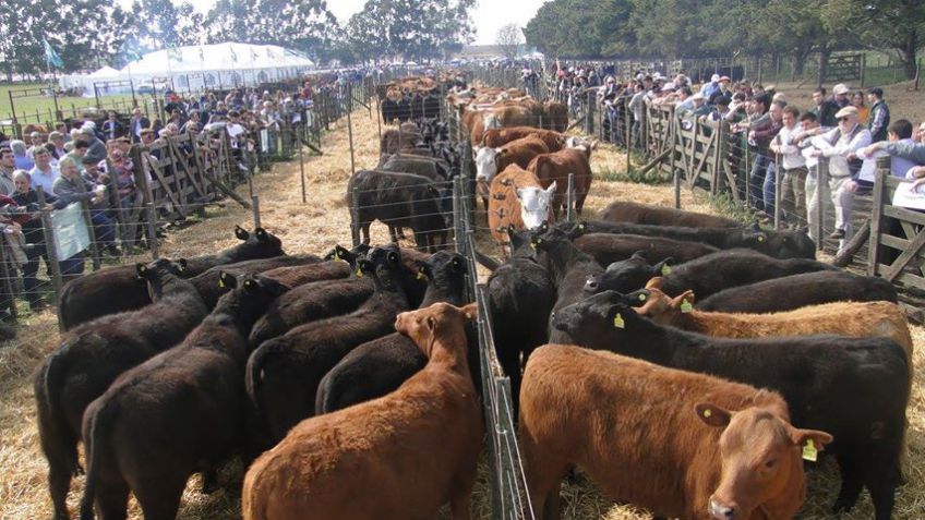 Gran remate Angus y Hereford de Cabaña Los Ceibos