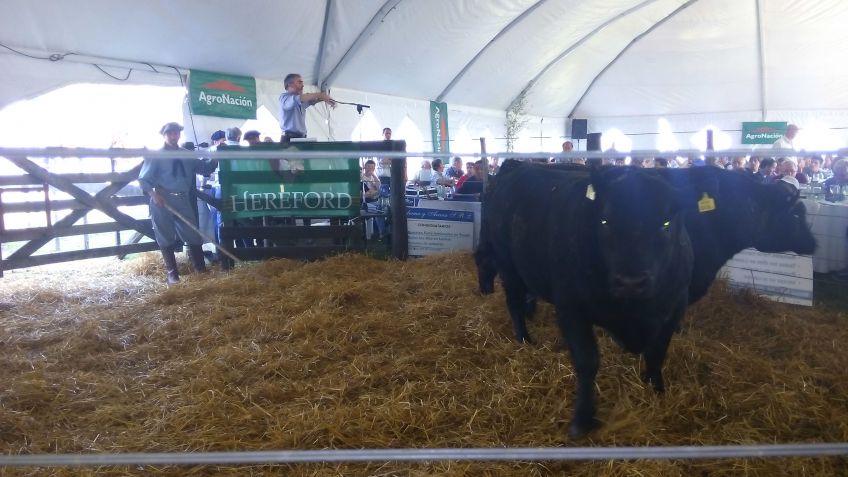 Gran remate Angus y Hereford de Cabaña Los Ceibos