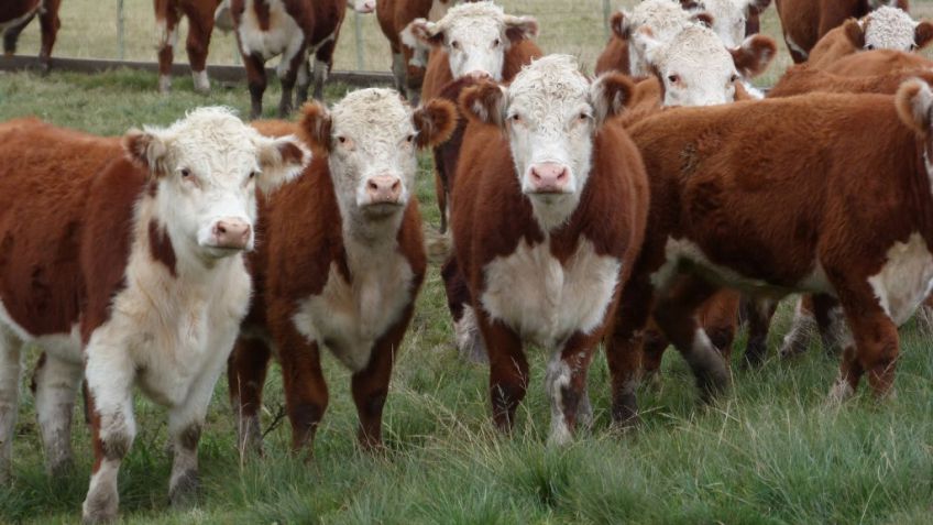  Desarrollan un dispositivo para que los animales se pesen solos