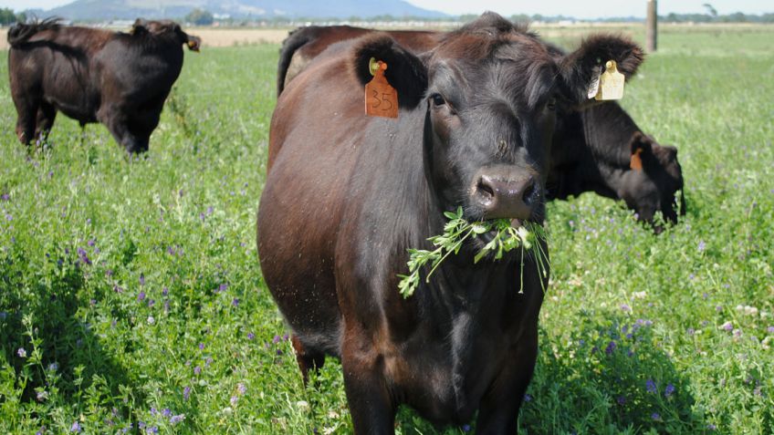 Fertilización estratégica de pasturas