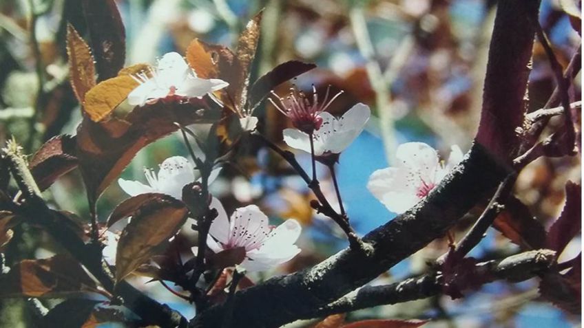Apertura del concurso fotográfico sobre el Parque Municipal