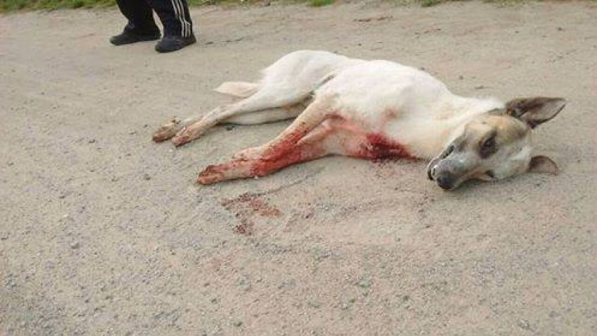 Desligan rotundamente al acusado de matar a un perro