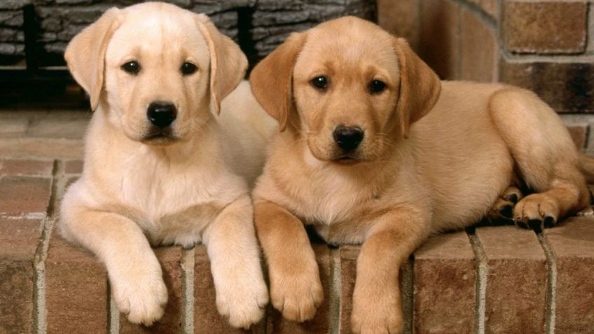 Reglas básicas de entrenamiento de un cachorro
