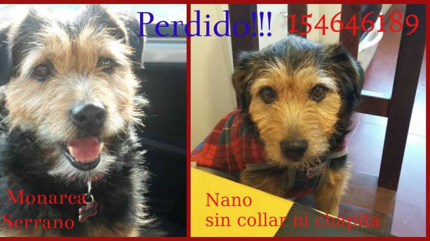 Buscan a Nano