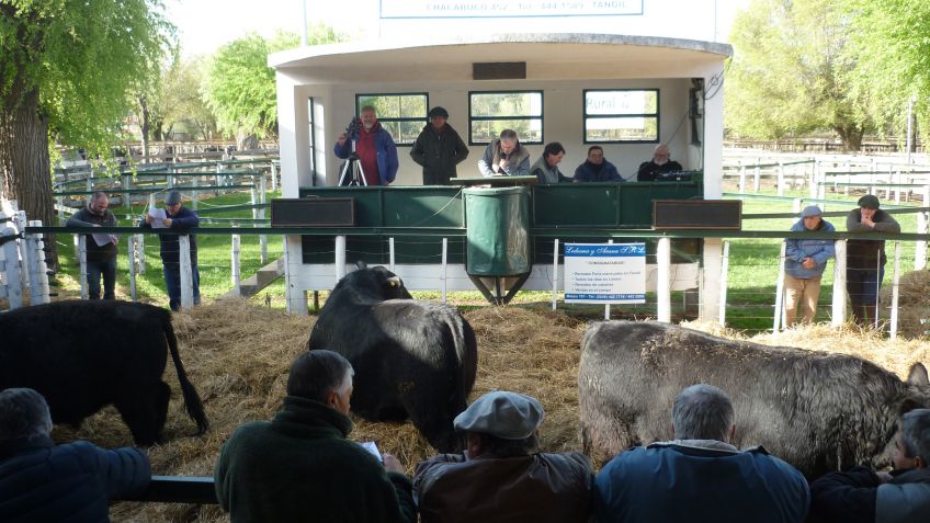 Extraordinario Remate de Cabaña Los Belchas