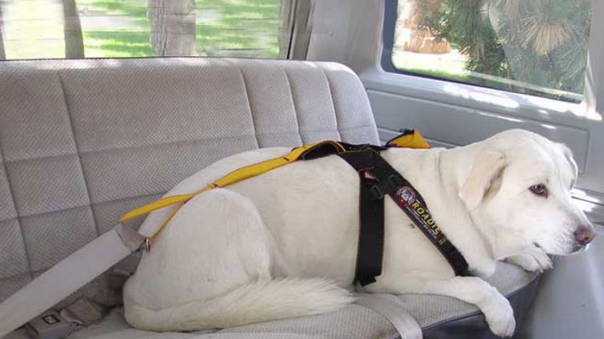 "Ese conductor parece un perro"