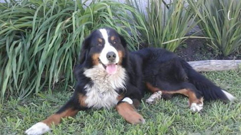 El perro envenenado con un hueso volvió a su casa y mejora 