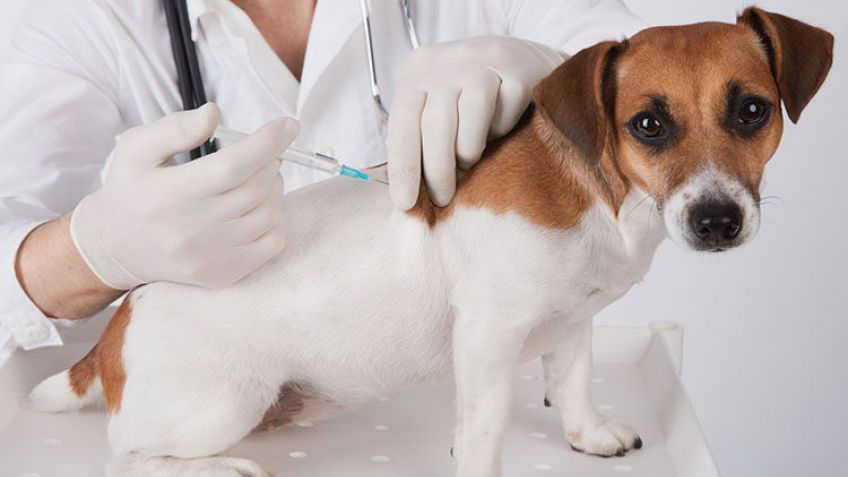 Continúa el programa de castración, vacunación y desparasitación gratuita de mascotas
