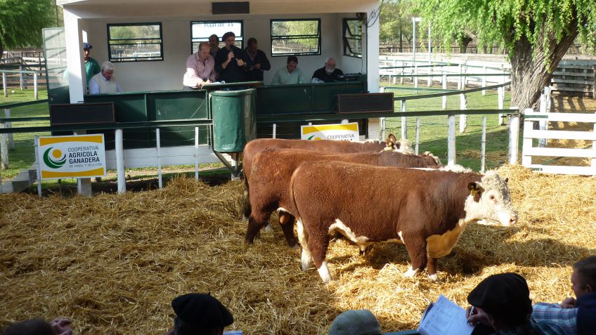 Tradicional Remate Angus de Cabaña "La Paz" de Grandío