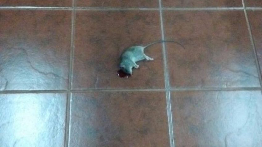El pésimo estado del juzgado de faltas, con una rata incluída