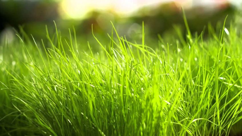 El Municipio recuerda mantener libre de pastos largos las veredas