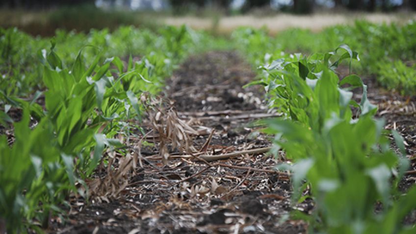 Suelos: Aportes de referentes de Agronomía en Canal Rural