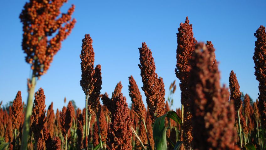 Sorgo para alimento: Los desafíos