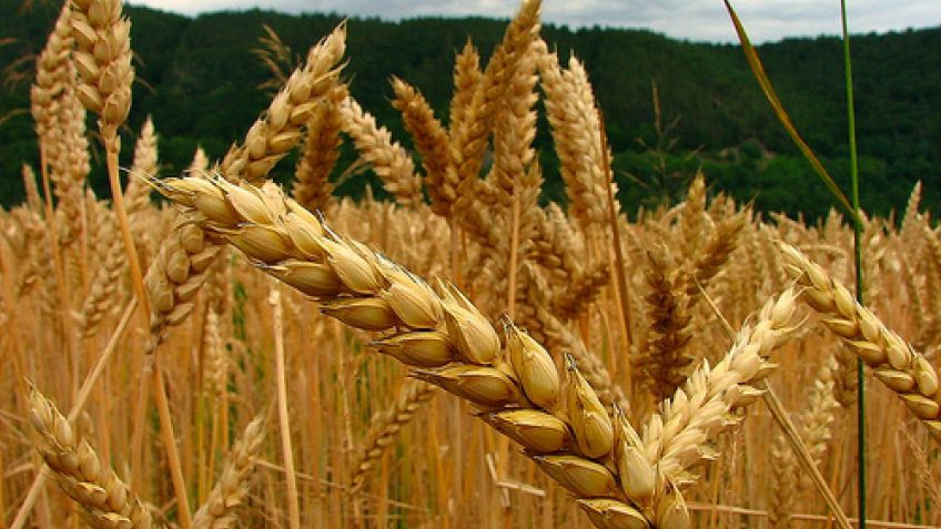 Brasil compró más harina de trigo argentina