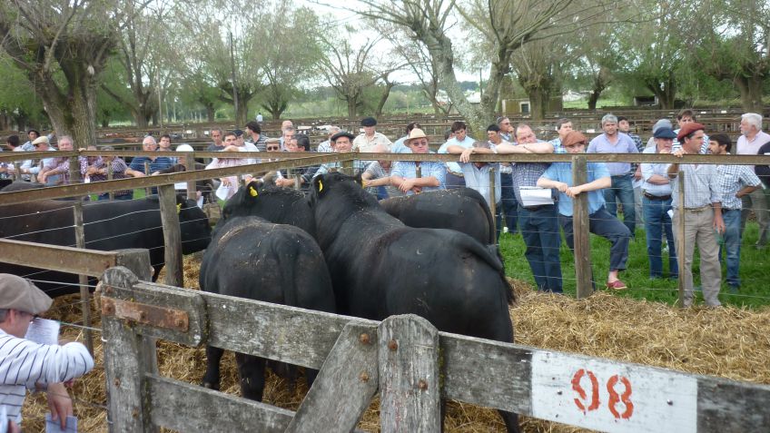 Remate mensual de Ledesma y Arana y de Cabaña Aiñarbe