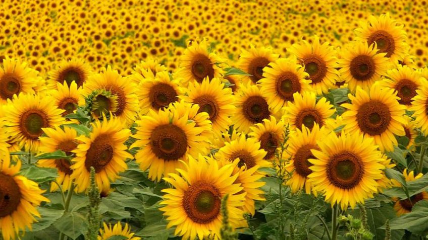 Cómo se mueve el girasol en cada zona