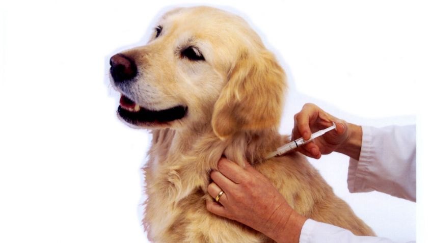 Continúa el programa de castración y vacunación gratuita de mascotas 