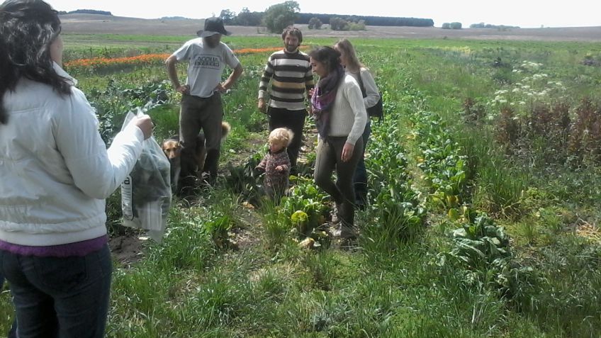 El Senasa verifica la sanidad de hortalizas y frutas frescas en Tandil