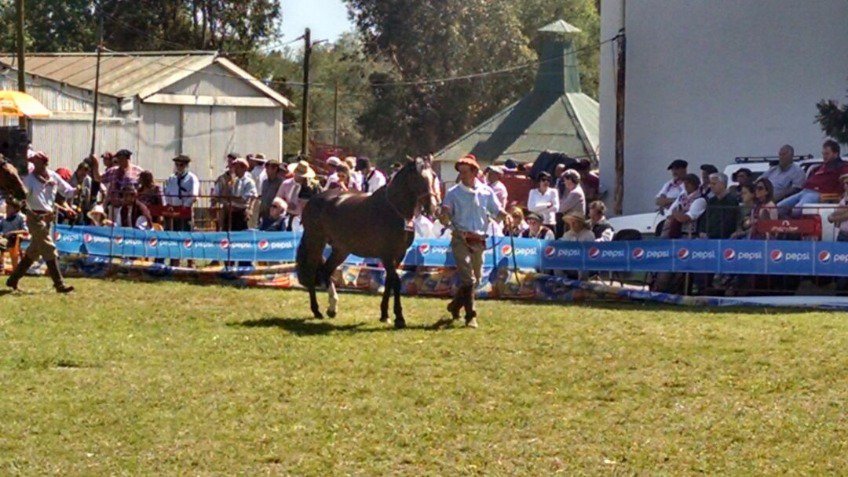 Los caballos criollos coparon la Rural