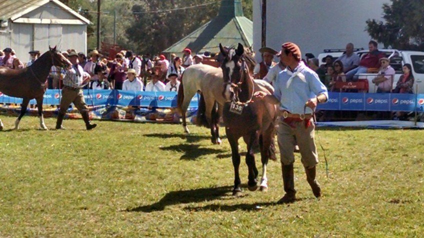 Los caballos criollos coparon la Rural