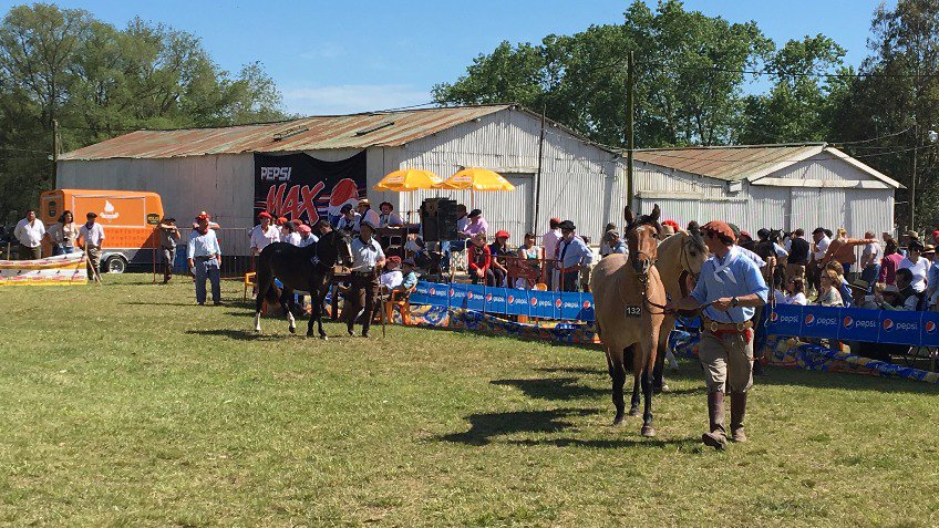 Los caballos criollos coparon la Rural