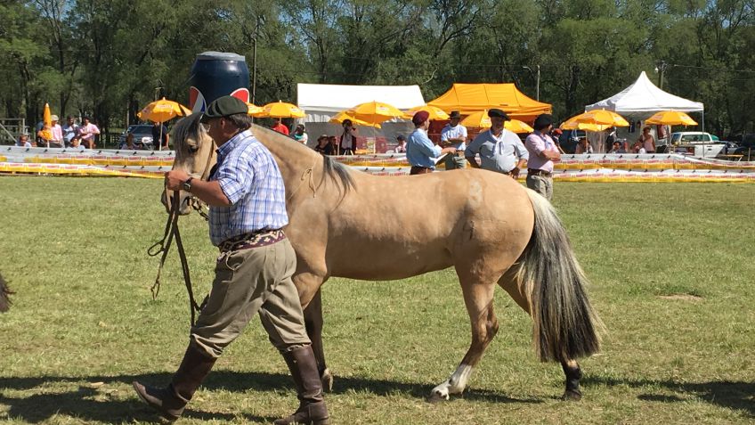 Los caballos criollos coparon la Rural